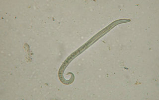 Fransk hjerteorm, Angiostrongylus vasorum