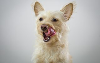 hund slikker sig om munden