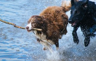 hunde leger i vand med pind