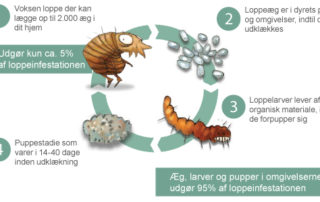 loppens cyklus - Bayer