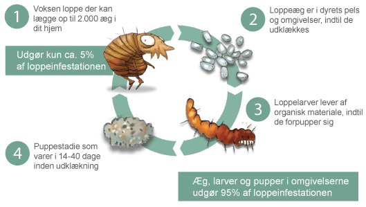 loppens cyklus - Bayer