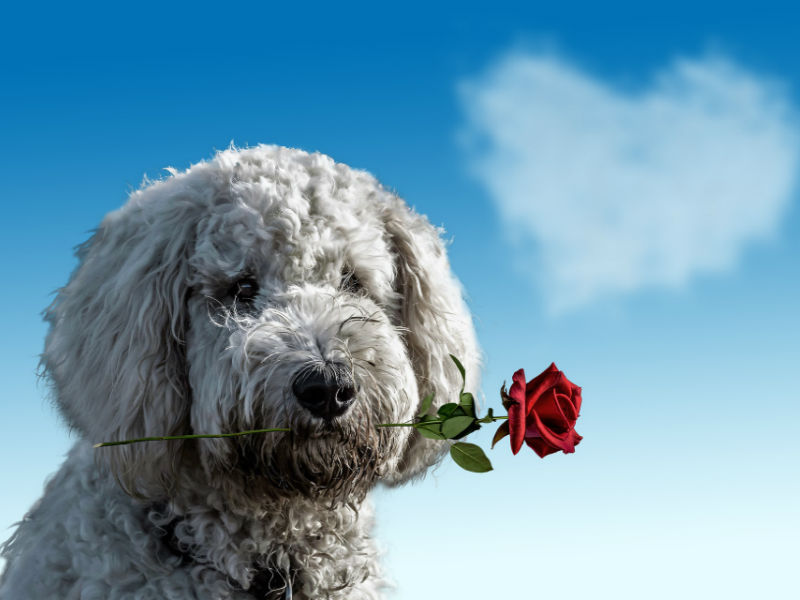 hund med rose