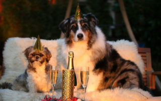 hunde der fejrer nytårsaften
