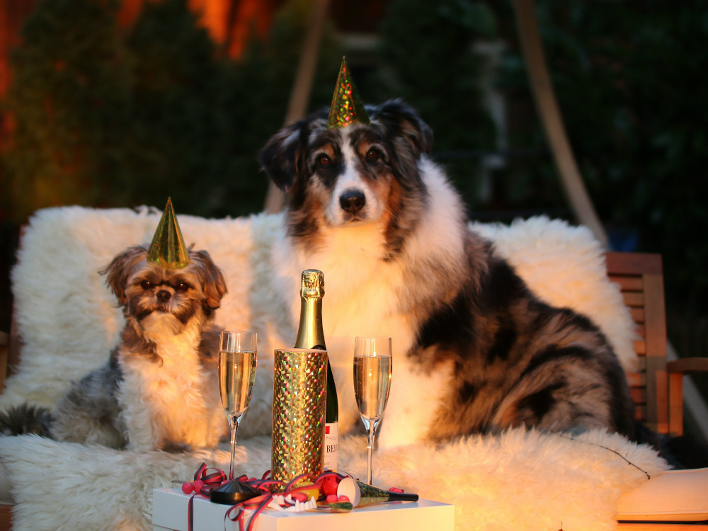 hunde der fejrer nytårsaften