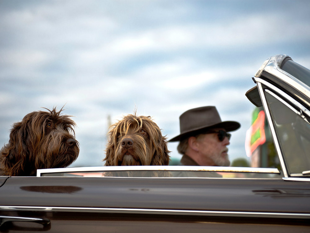 erhvervsdrivende Migration Nødvendig Hund i bilen - Virum Dyreklinik