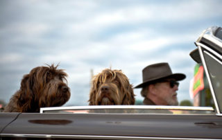 hund i bilen