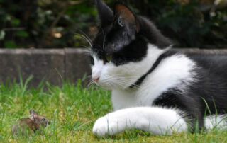 katte der spiser mus, kan få lungeorm. Image by Erika Stockenhofen from Pixabay