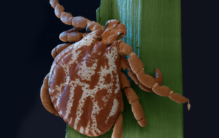 Engflåt, Babesia, Blodpis