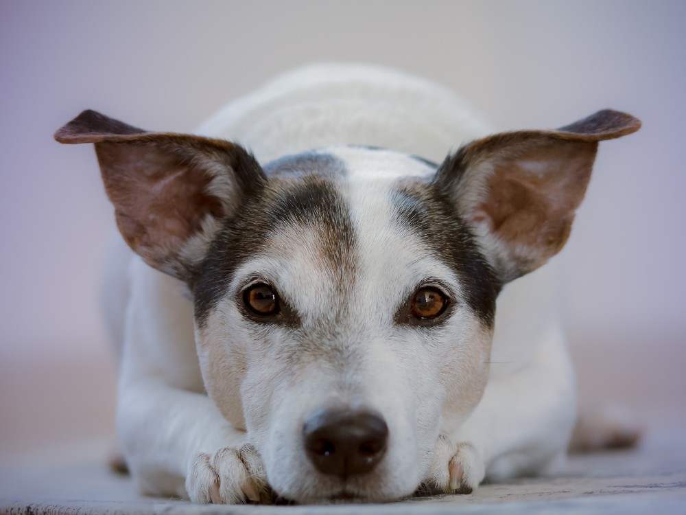 Hunde med anaplasma infektioner får ofte høj feber. Billede af Ylanite Koppens fra Pixabay