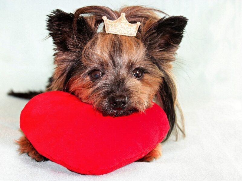 yorkshire terrier med hjerte